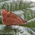 red-green carpet (Chloroclysta siterata) Kenneth Noble